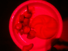 20100125 - Kalte Currywurst mit harter Semmel - aber im Rotlicht siehts toll aus.png - 