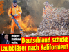 2327 - Laubblaeser fuer Trump.png - 