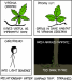 0443 - Know Your Vines.png - 